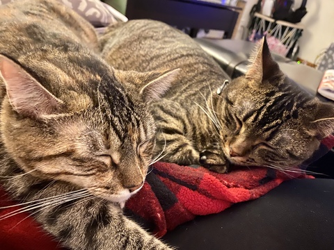 Header of samantha-ashley