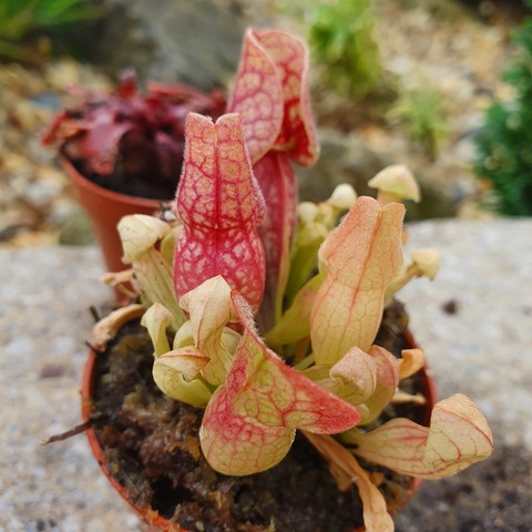 Header of senpais-creampie