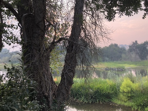 Header of smashednuts