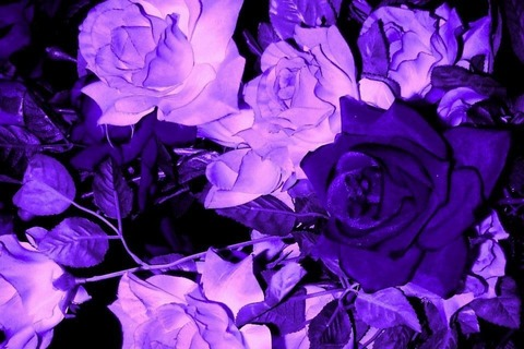 Header of spicyveru66