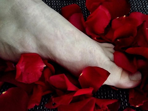 Header of stefania_blossom