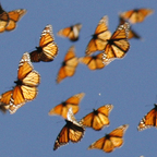 stellaxrose (Stella Rose) OnlyFans Leaked Pictures and Videos 

 profile picture