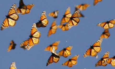 Header of stellaxrose