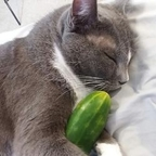 submissiveplz OnlyFans Leak 

 profile picture