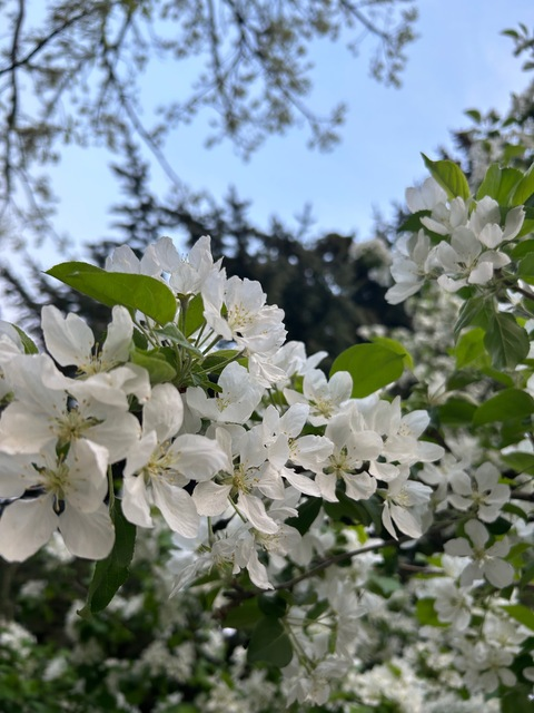 Header of sunflowerkaris