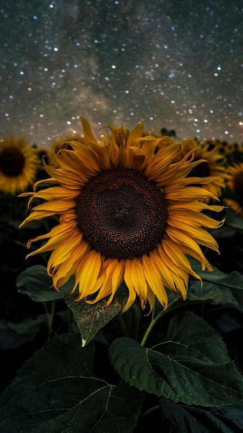 Header of thatsfufu2you