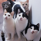 Free access to the_cathouse Leaked OnlyFans 

 profile picture