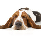 The Hounde (thehounde) Leaked OnlyFans 

 profile picture