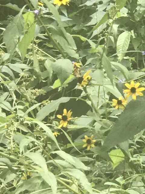 Header of trippy_tiffy