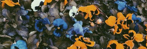 Header of trisbuckridge