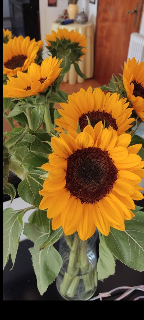 Header of u271674639