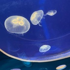 Big tit blondie (u310724417) Leaked OnlyFans 

 profile picture