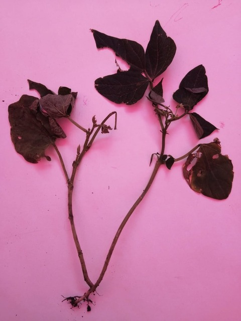 Header of vivianna_rp