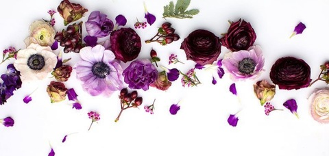 Header of x.snowbunny