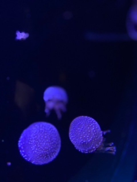 Header of x_baby.aurora_x