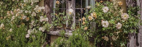 Header of xbellbellx