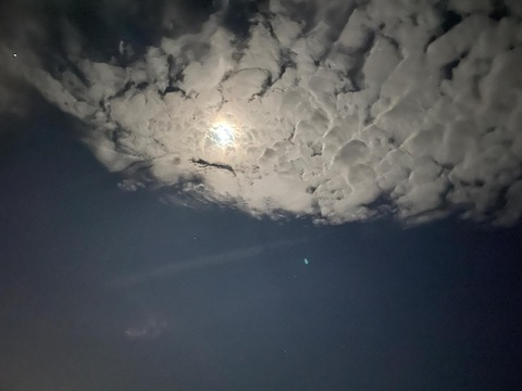 Header of xoblairbunni