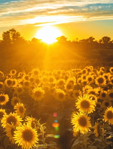 Header of xohalzy444