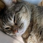 xxxbellaviper (Bella Viper) free OnlyFans Leaked Content 

 profile picture