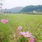 yeonhwa OnlyFans Leaked Photos and Videos 

 profile picture