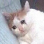 想养小狗 (yummyniki) Leak OnlyFans 

 profile picture